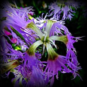 Dianthus superbus hybrids mix - Flor Divina, Rosa de Franja Soberba, Rosa Soberba, Cravo da Índia Soberbo