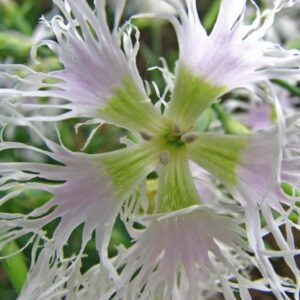 Dianthus superbus White - Flor Divina Branca, Rosa Franjada Soberba Branca, Cravo da Índia Soberbo Branco,