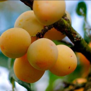 Geoffrroea decorticans - Madeira Verde do Chile, Chanal, Chanar, Chañar