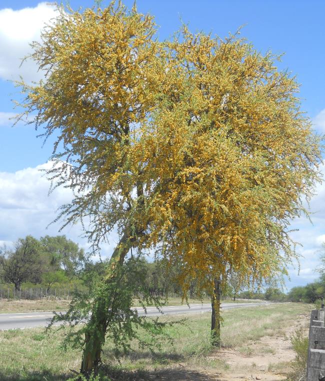 Geoffrroea decorticans - Madeira Verde do Chile, Chanal, Chanar, Chañar - Imagem 4