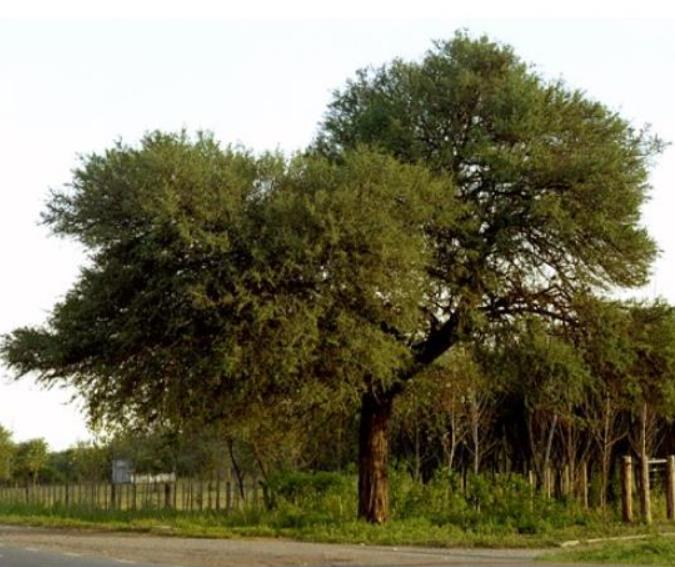 Geoffrroea decorticans - Madeira Verde do Chile, Chanal, Chanar, Chañar - Imagem 6