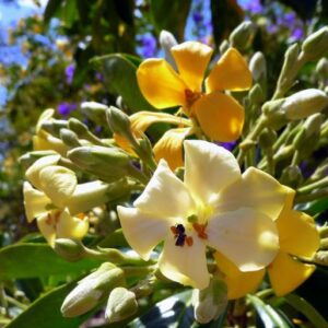 Hymenosporum flavum - Manacá Australiano, Plumeria Australiana Tricolor