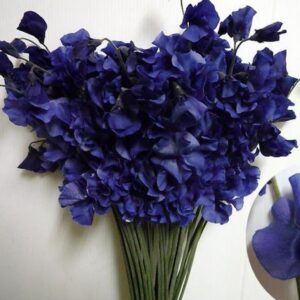 Lathyrus odoratus 'Mammoth Navy Blue' - Ervilha Doce Gigante, Trepadeira Ervilha de Cheiro 'Mammoth Navy Blue'