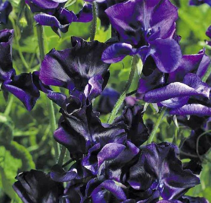 Lathyrus odoratus 'Mammoth Navy Blue' - Ervilha Doce Gigante, Trepadeira Ervilha de Cheiro 'Mammoth Navy Blue' - Imagem 2