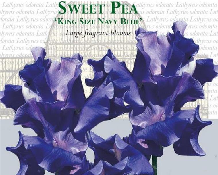 Lathyrus odoratus 'Mammoth Navy Blue' - Ervilha Doce Gigante, Trepadeira Ervilha de Cheiro 'Mammoth Navy Blue' - Imagem 3