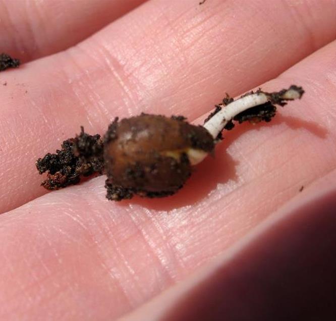 Lathyrus odoratus 'Mammoth Navy Blue' - Ervilha Doce Gigante, Trepadeira Ervilha de Cheiro 'Mammoth Navy Blue' - Imagem 4