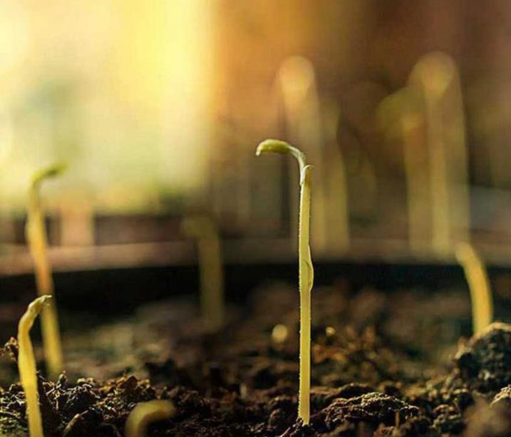 Lathyrus odoratus 'Mammoth Navy Blue' - Ervilha Doce Gigante, Trepadeira Ervilha de Cheiro 'Mammoth Navy Blue' - Imagem 5