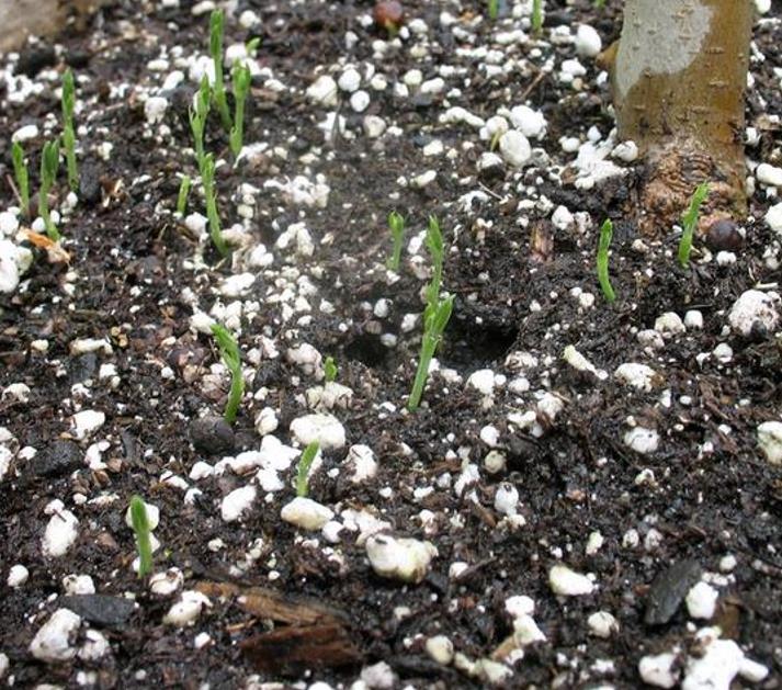 Lathyrus odoratus 'Mammoth Navy Blue' - Ervilha Doce Gigante, Trepadeira Ervilha de Cheiro 'Mammoth Navy Blue' - Imagem 6