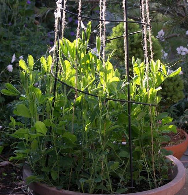 Lathyrus odoratus 'Mammoth Navy Blue' - Ervilha Doce Gigante, Trepadeira Ervilha de Cheiro 'Mammoth Navy Blue' - Imagem 7