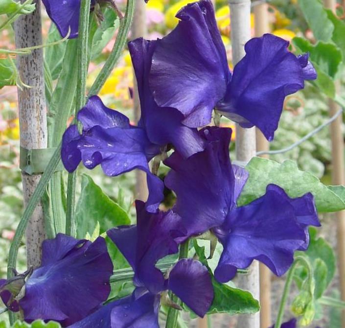 Lathyrus odoratus 'Mammoth Navy Blue' - Ervilha Doce Gigante, Trepadeira Ervilha de Cheiro 'Mammoth Navy Blue' - Imagem 8