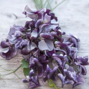 Lathyrus odoratus 'Nimbus Spencer' - Ervilha Doce Nimbus Spencer, Ervilha Doce Perfumada Nimbus