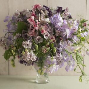 Lathyrus odoratus 'Ripple Mixed' - Ervilha Doce Ripple 'Seleção Premium', Ervilha Doce 'Super Perfumada' Mix