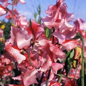 Lathyrus odoratus 'Ripple Wiltshire' - Ervilha Doce Aromática Ripple Wiltshire, Ervilha Doce Perfumada de Spencer 'Wilt