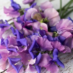 Lathyrus odoratus x belinensis 'Erewhon' - Ervilha Doce 'Erewhon', Trepadeira Ervilha de Cheiro 'Erewhon', Lathyrus odoratu