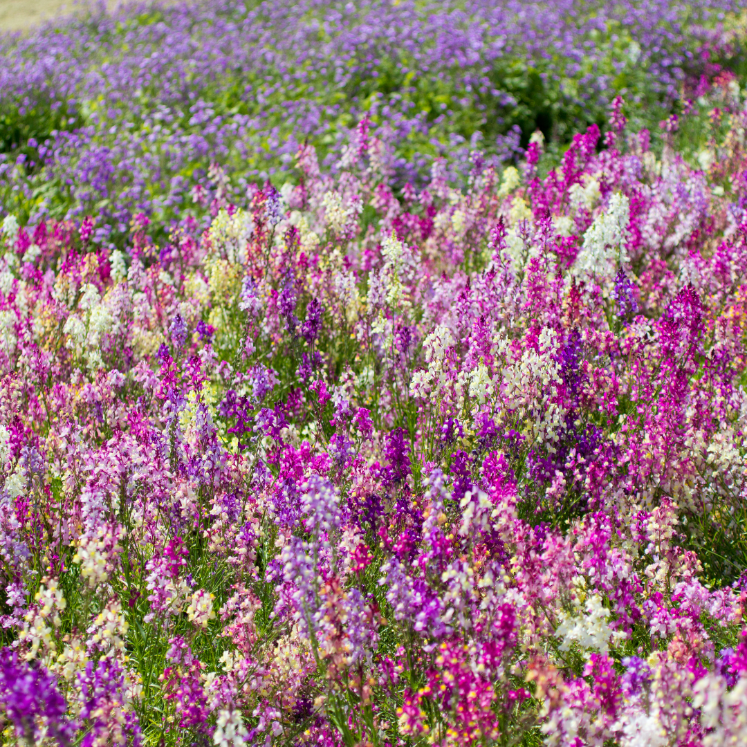 Linaria maroccana ‘Northern Light’ Mix - Dragão-de-morro, Boca-de-leão-espúria