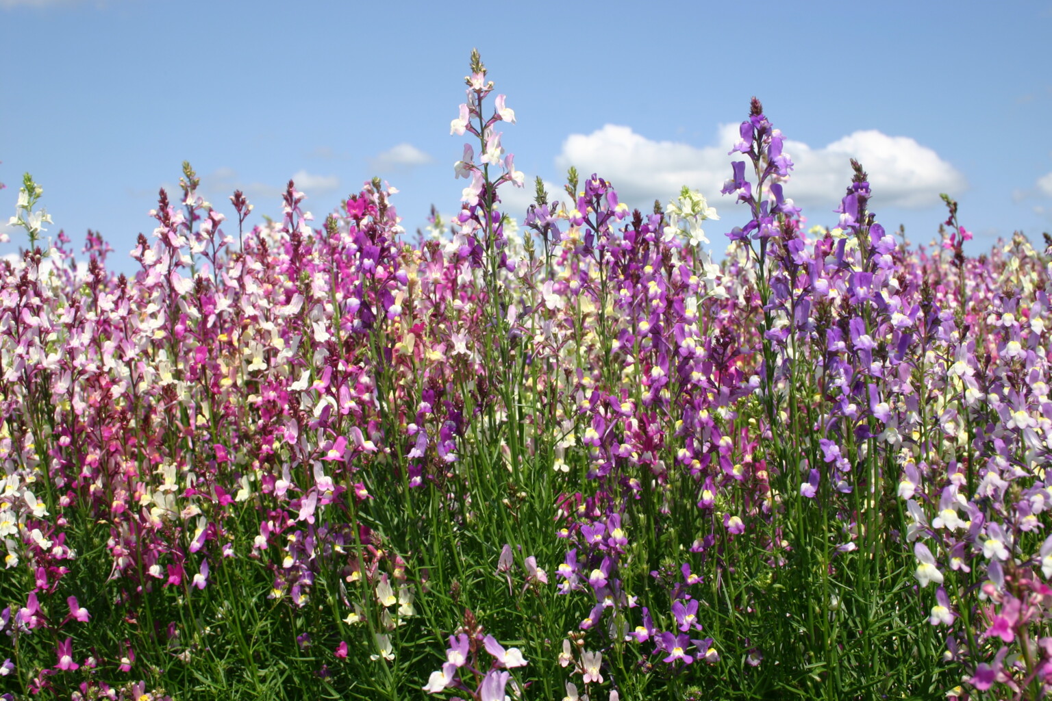 Linaria maroccana ‘Northern Light’ Mix - Dragão-de-morro, Boca-de-leão-espúria - Imagem 2