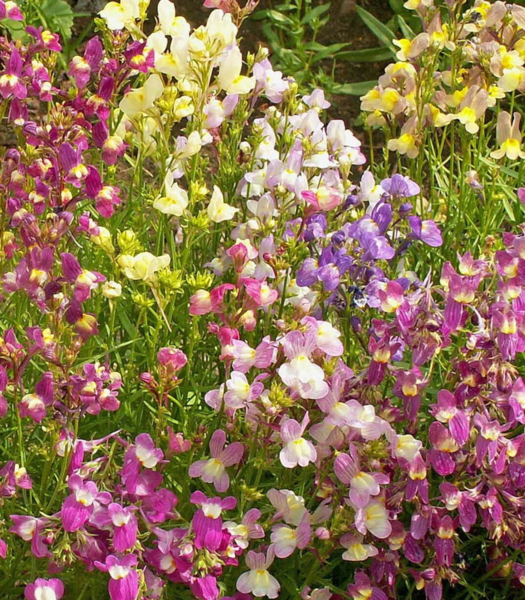 Linaria maroccana ‘Northern Light’ Mix - Dragão-de-morro, Boca-de-leão-espúria - Imagem 4
