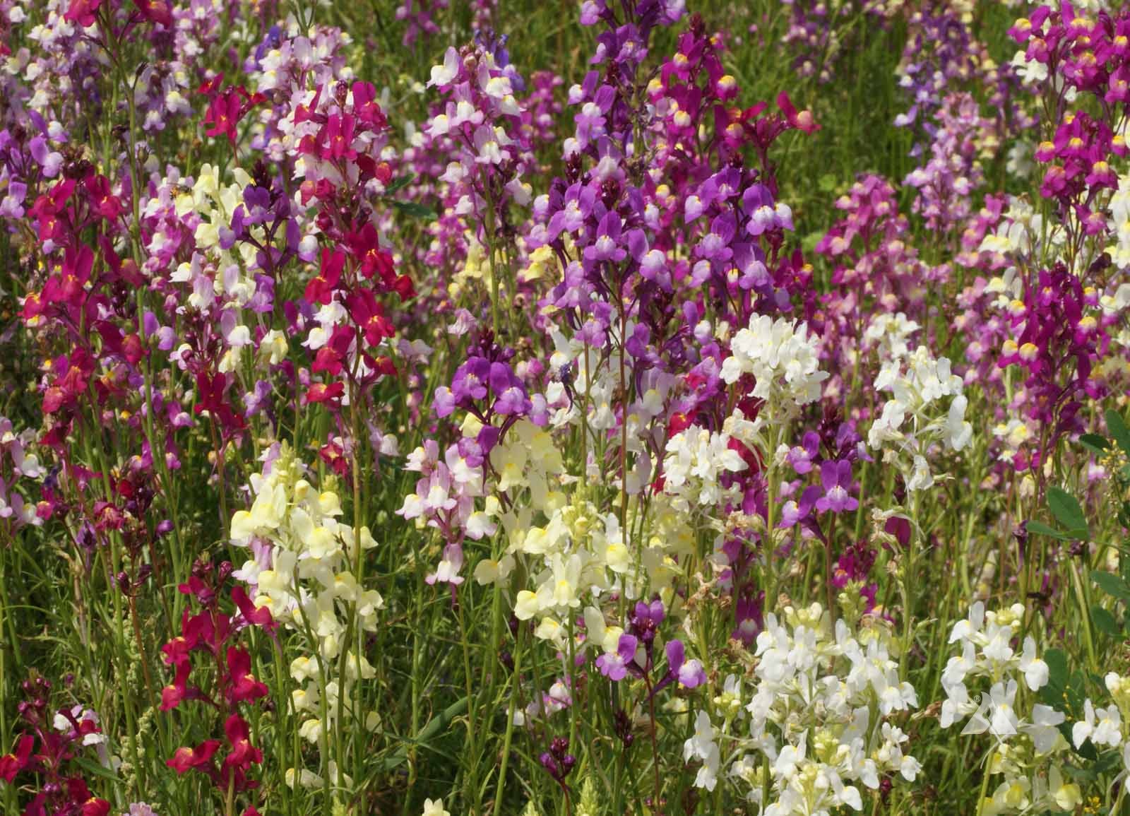 Linaria maroccana ‘Northern Light’ Mix - Dragão-de-morro, Boca-de-leão-espúria - Imagem 5