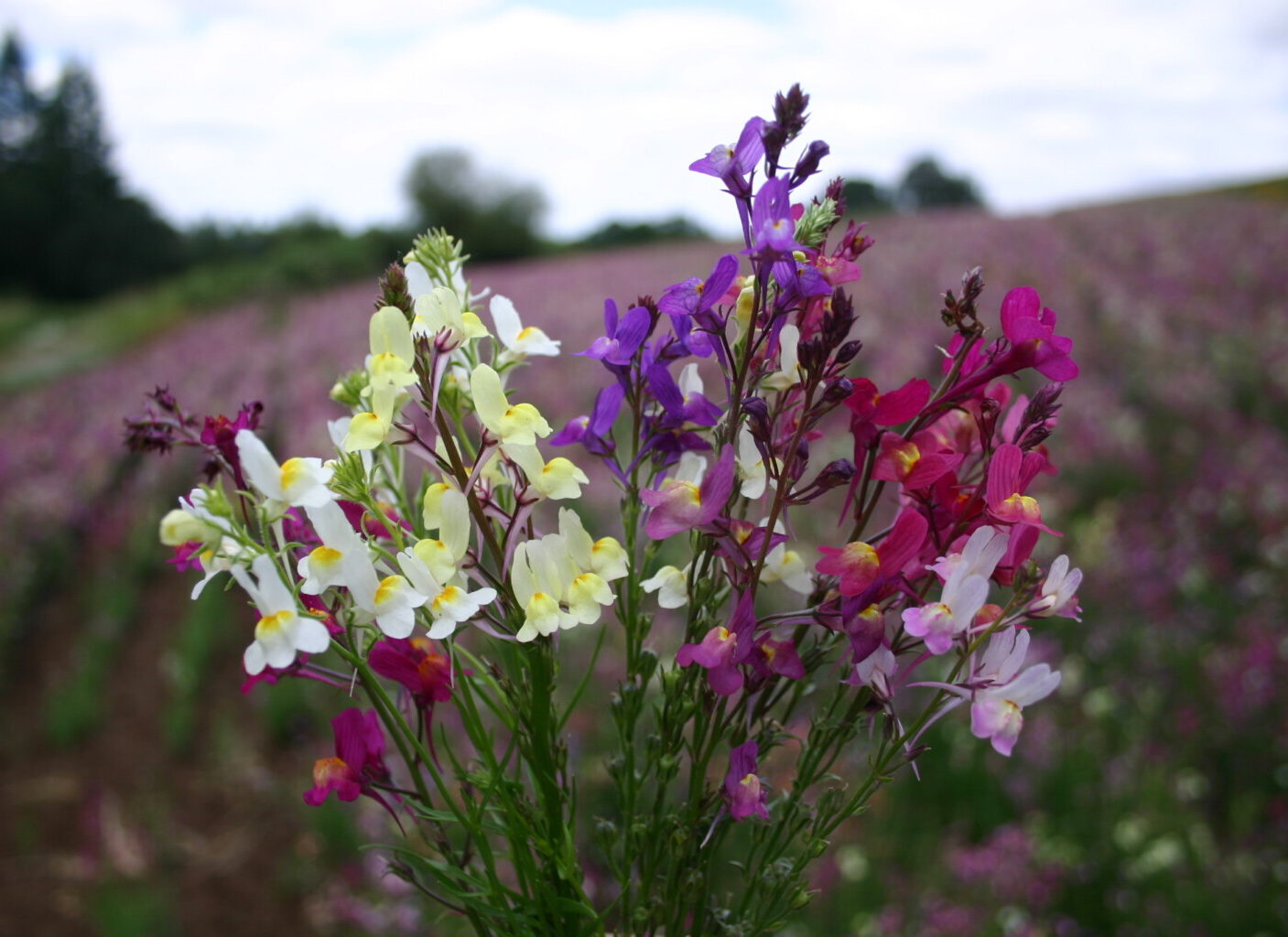 Linaria maroccana ‘Northern Light’ Mix - Dragão-de-morro, Boca-de-leão-espúria - Imagem 6
