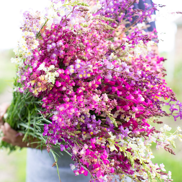 Linaria maroccana ‘Northern Light’ Mix - Dragão-de-morro, Boca-de-leão-espúria - Imagem 7