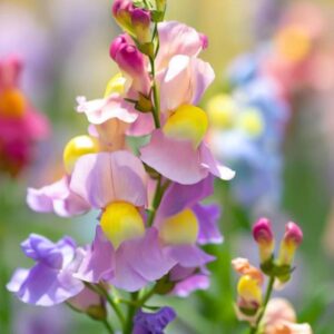 Linaria maroccana ‘Northern Light’ Mix - Aurora Boreal, Linaria Marroquina ‘Northern Light’
