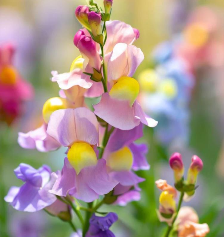 Linaria maroccana ‘Northern Light’ Mix - Aurora Boreal, Linaria Marroquina ‘Northern Light’