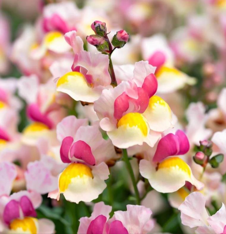 Linaria maroccana ‘Northern Light’ Mix - Aurora Boreal, Linaria Marroquina ‘Northern Light’ - Imagem 2