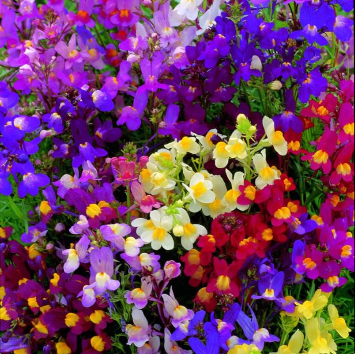 Linaria maroccana ‘Northern Light’ Mix - Aurora Boreal, Linaria Marroquina ‘Northern Light’ - Imagem 5