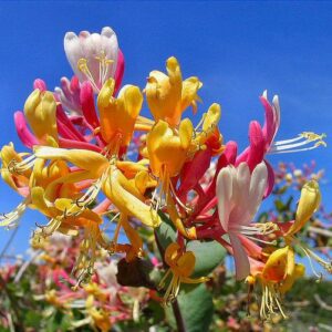 Lonicera periclymenum - Madressilva, Madressilva Europeia,'Honeysuck'