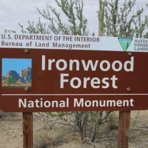 Olneya tesota - Madeira de Ferro do Deserto, Pau-Ferro do Deserto, Desert Ironwood