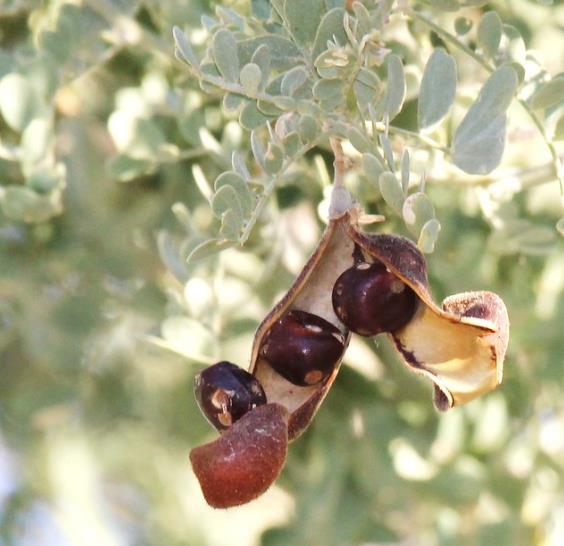 Olneya tesota - Madeira de Ferro do Deserto, Pau-Ferro do Deserto, Desert Ironwood - Imagem 2