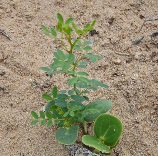 Olneya tesota - Madeira de Ferro do Deserto, Pau-Ferro do Deserto, Desert Ironwood - Imagem 3