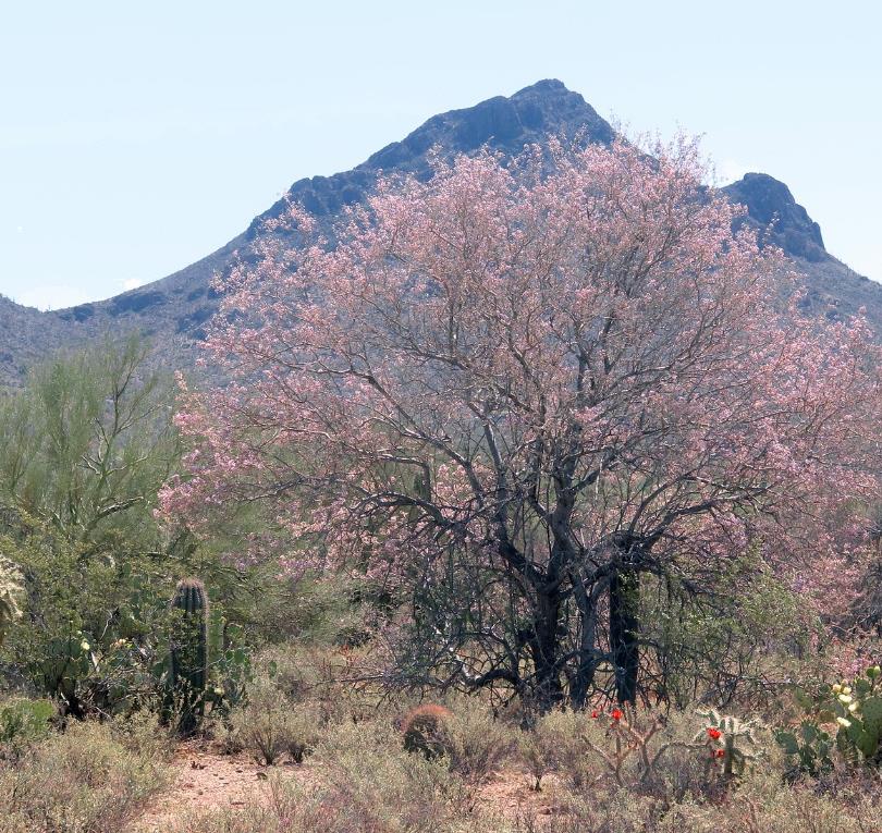 Olneya tesota - Madeira de Ferro do Deserto, Pau-Ferro do Deserto, Desert Ironwood - Imagem 4