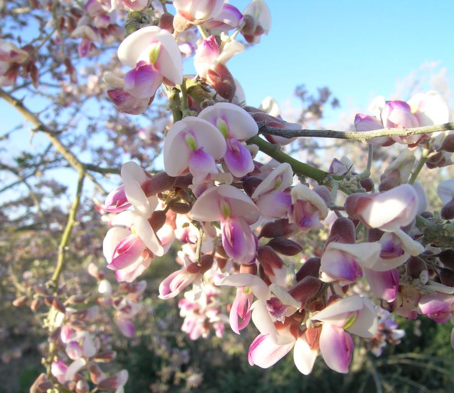 Olneya tesota - Madeira de Ferro do Deserto, Pau-Ferro do Deserto, Desert Ironwood - Imagem 5