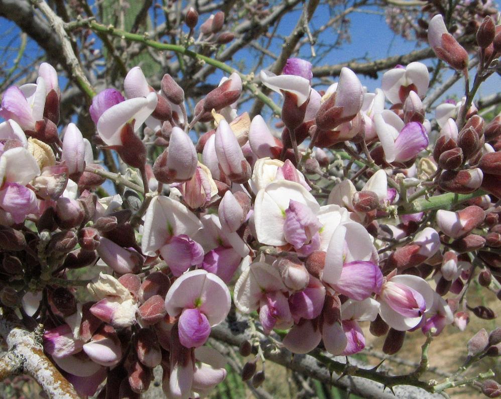 Olneya tesota - Madeira de Ferro do Deserto, Pau-Ferro do Deserto, Desert Ironwood - Imagem 6