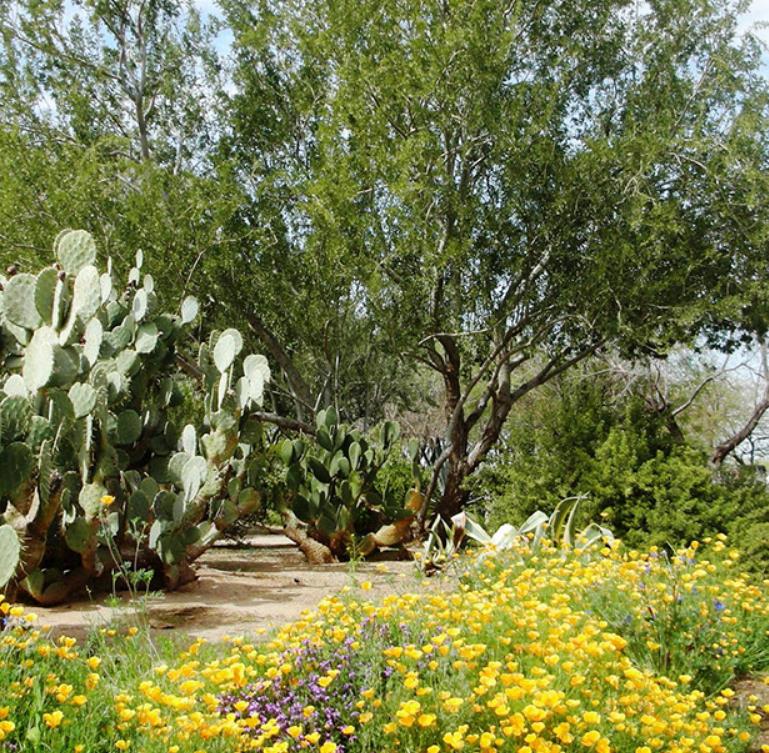 Olneya tesota - Madeira de Ferro do Deserto, Pau-Ferro do Deserto, Desert Ironwood - Imagem 7