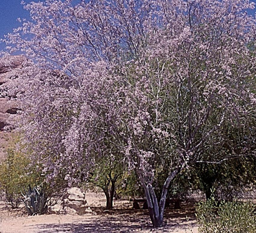 Olneya tesota - Madeira de Ferro do Deserto, Pau-Ferro do Deserto, Desert Ironwood - Imagem 8