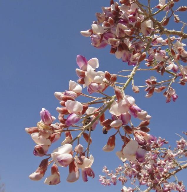 Olneya tesota - Madeira de Ferro do Deserto, Pau-Ferro do Deserto, Desert Ironwood - Imagem 9