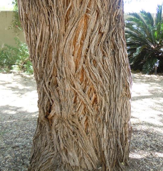 Olneya tesota - Madeira de Ferro do Deserto, Pau-Ferro do Deserto, Desert Ironwood - Imagem 10