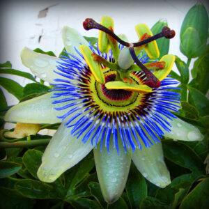 Passiflora caerulea - Maracujá Azul