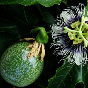 Passiflora Edulis F. Edulis - Maracujá roxo, gulupa, chulupa, maracujá roxo doce