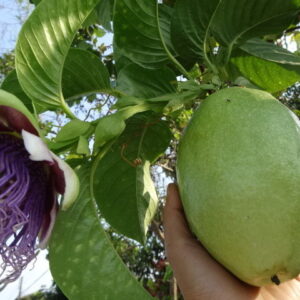 Passiflora maliformis - Maracujá Maça