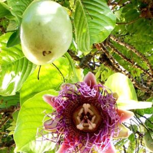 Passiflora Quadrangularis - Maracuja Gigante