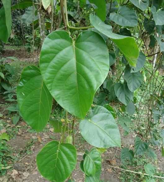 Passiflora tilifolia - Maracujá Doce Tilifolia, Maracujá Doce da Colômbia - Imagem 2