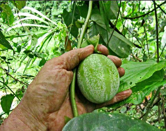 Passiflora tilifolia - Maracujá Doce Tilifolia, Maracujá Doce da Colômbia - Imagem 3