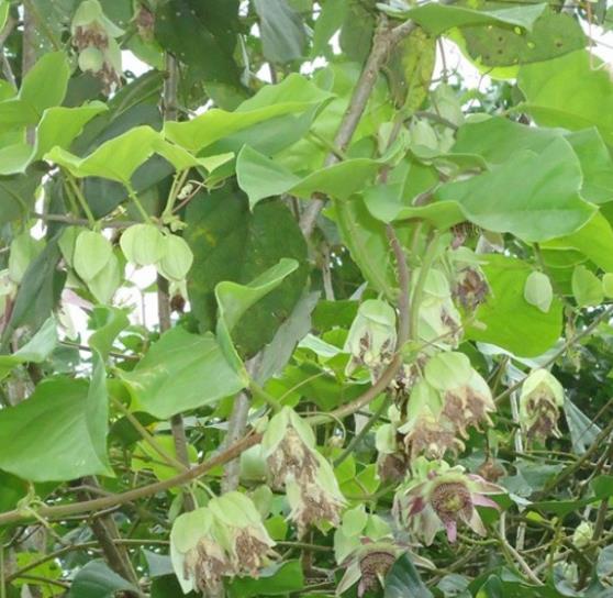 Passiflora tilifolia - Maracujá Doce Tilifolia, Maracujá Doce da Colômbia - Imagem 4