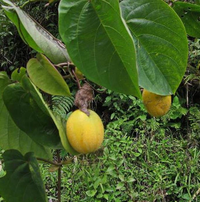 Passiflora tilifolia - Maracujá Doce Tilifolia, Maracujá Doce da Colômbia - Imagem 5