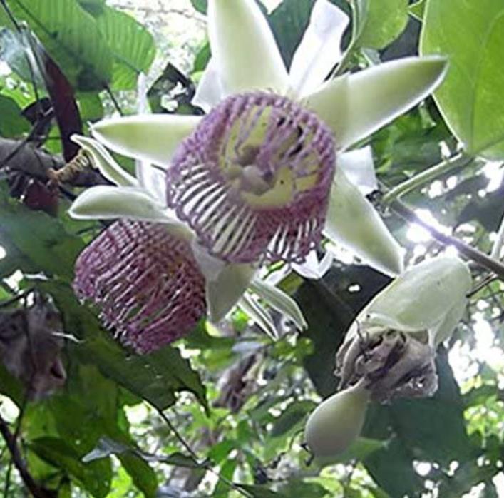 Passiflora tilifolia - Maracujá Doce Tilifolia, Maracujá Doce da Colômbia