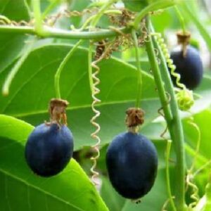 Passiflora Tiny star -  Maracujá Negro Doce, Maracujá Uva