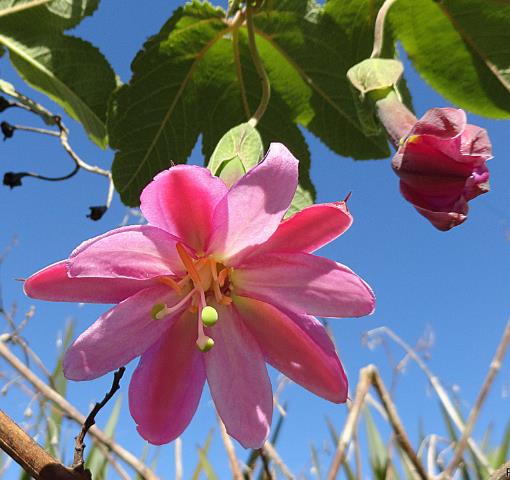 Passiflora Tripartita var. Azuayensis - Maracujá manga, maracujá, banana passionfruit, mango passionfruit - Imagem 4